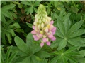 lupinus